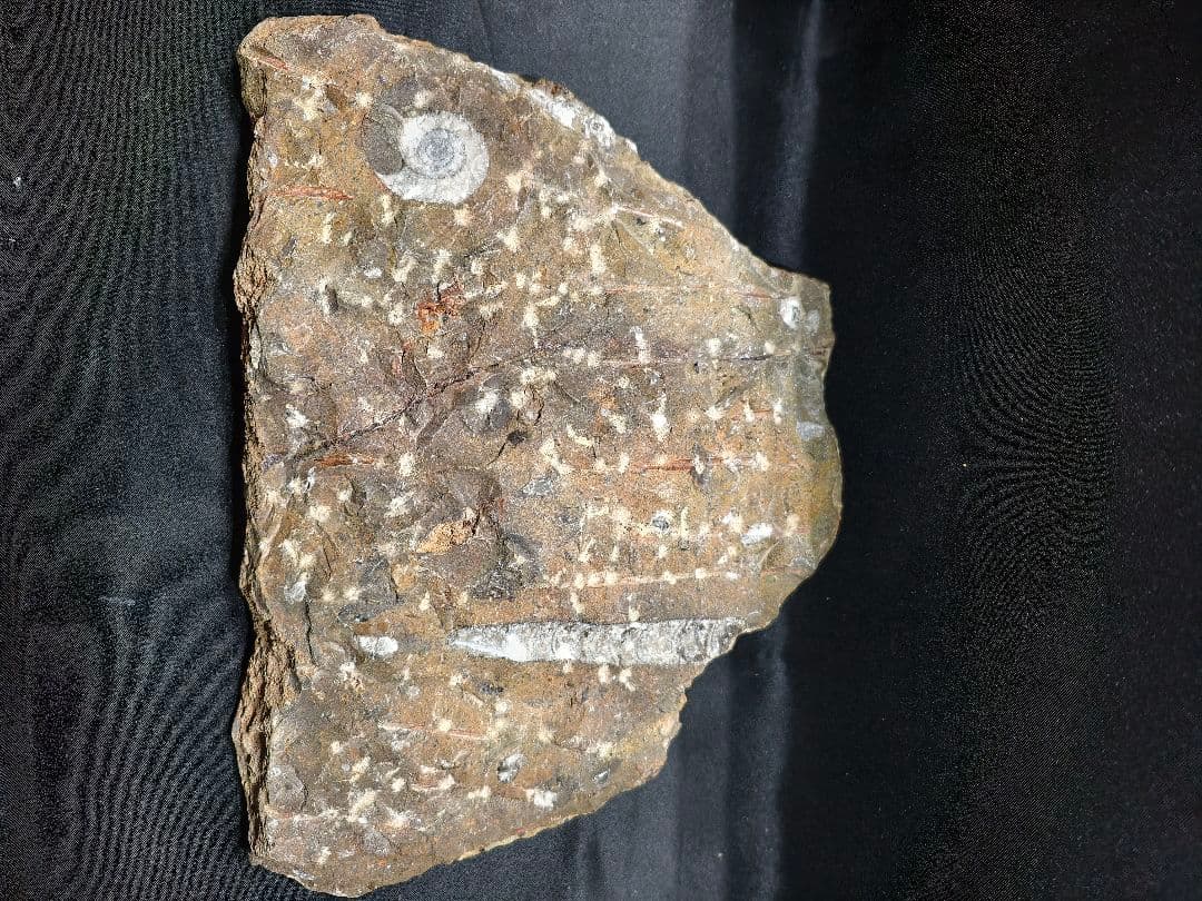 天然化石 オルソセラス+アモナイト 置物 天然石 骨董 旧家蔵出し 蒐集