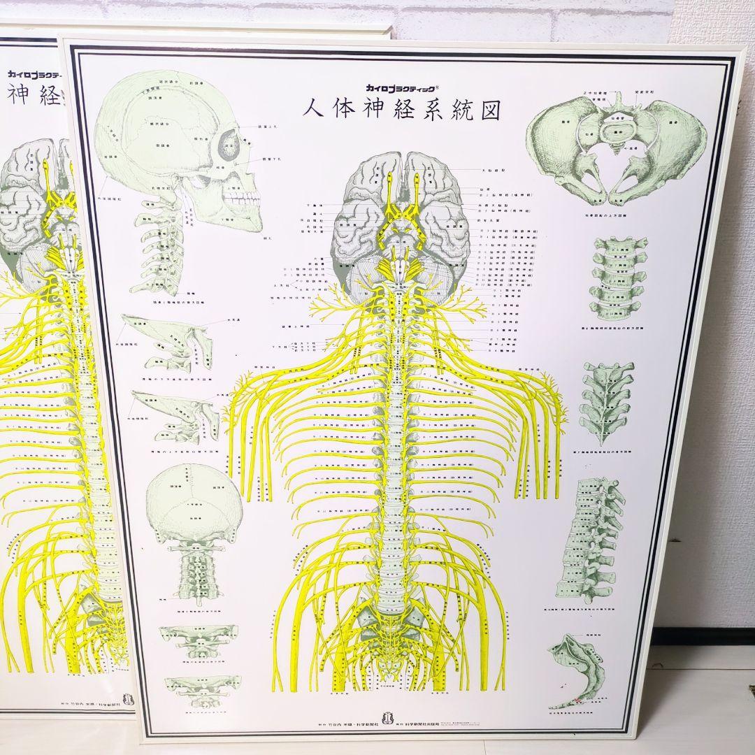 4枚セット！人体神経系統図パネル 自律神経系統図パネル - メルカリ