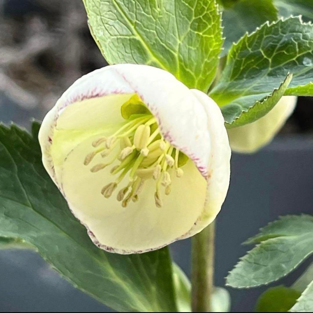 プ*ン様 3405☘️蕾付き☘️⭐️超小輪⭐️コロコロ手毬咲き⭐️ピコティー⭐️