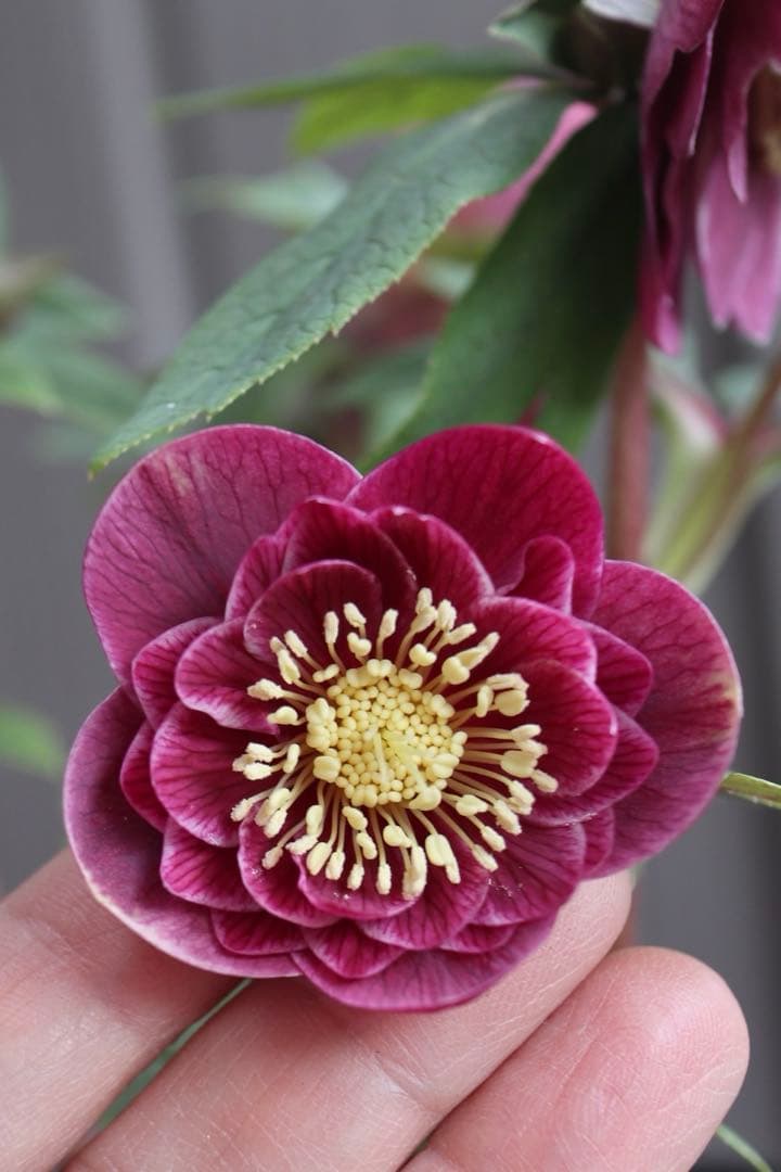 ♡広瀬園芸♡ レッド白抜け ソレイユ系 充実株 - メルカリ