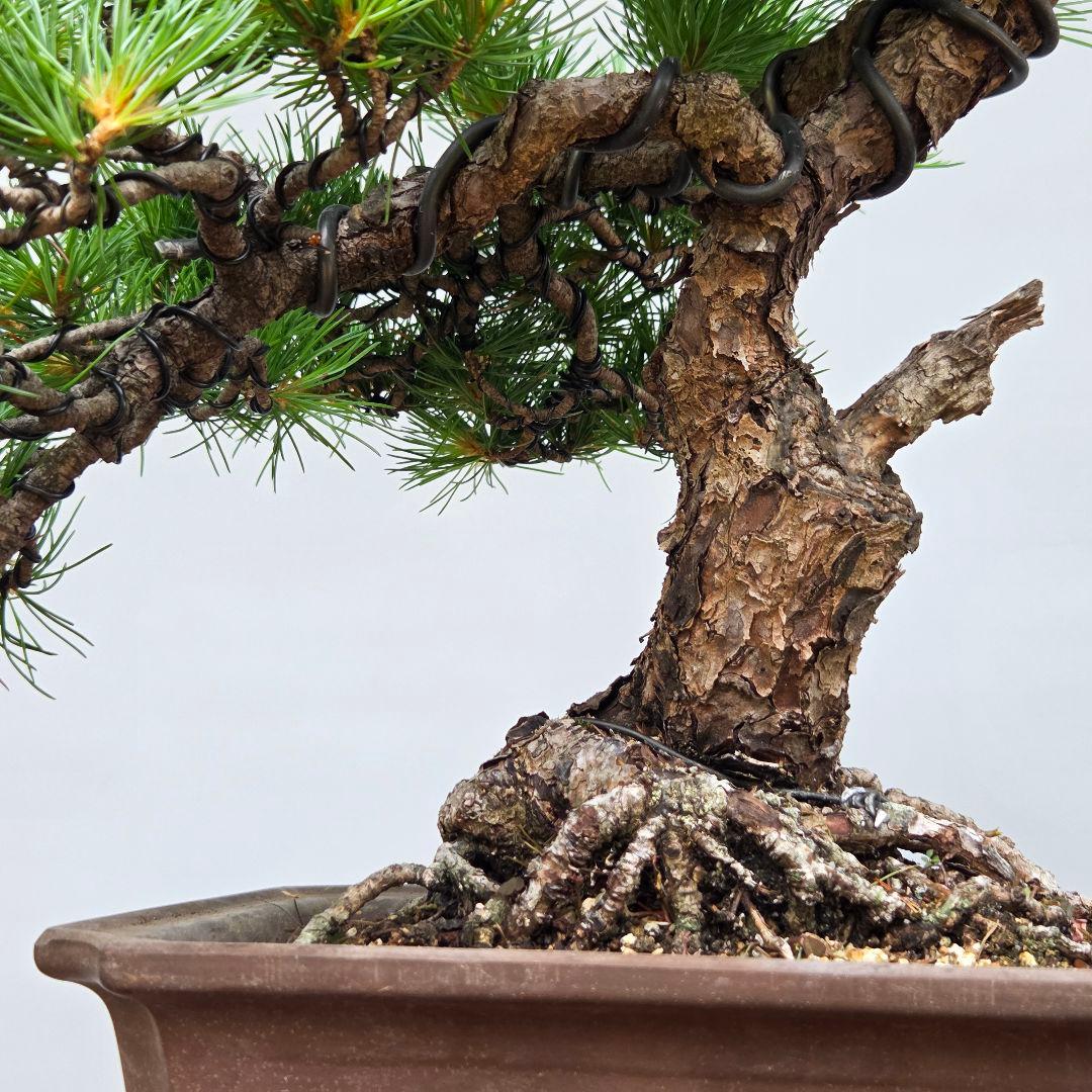 五葉松 [模様木] 中品盆栽