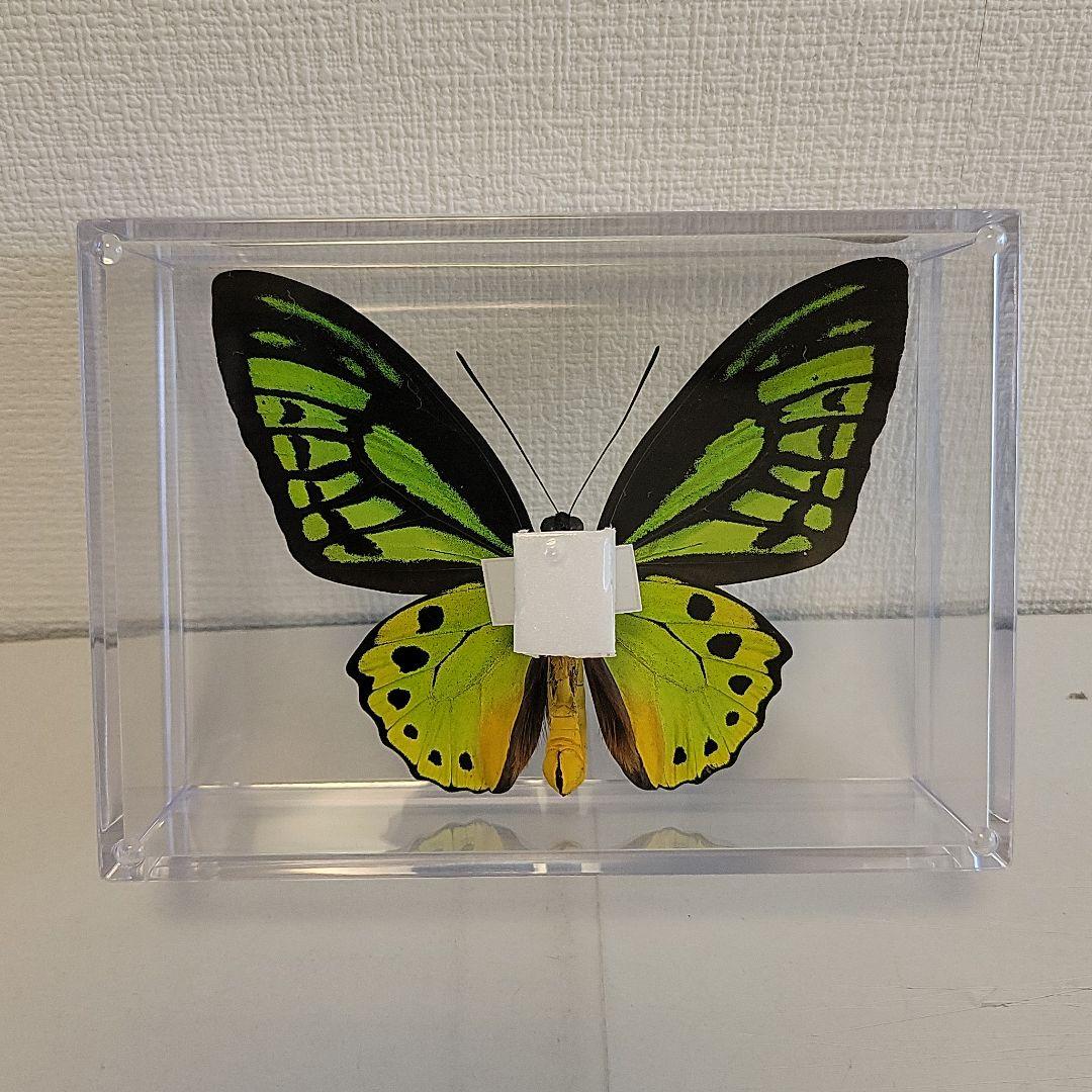 蝶の標本 トリバネアゲハの世界(AA) - メルカリ
