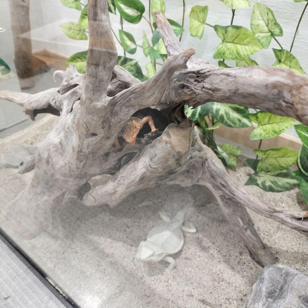 No.1156】レア形状シェルター流木 爬虫類レイアウト✫インテリア