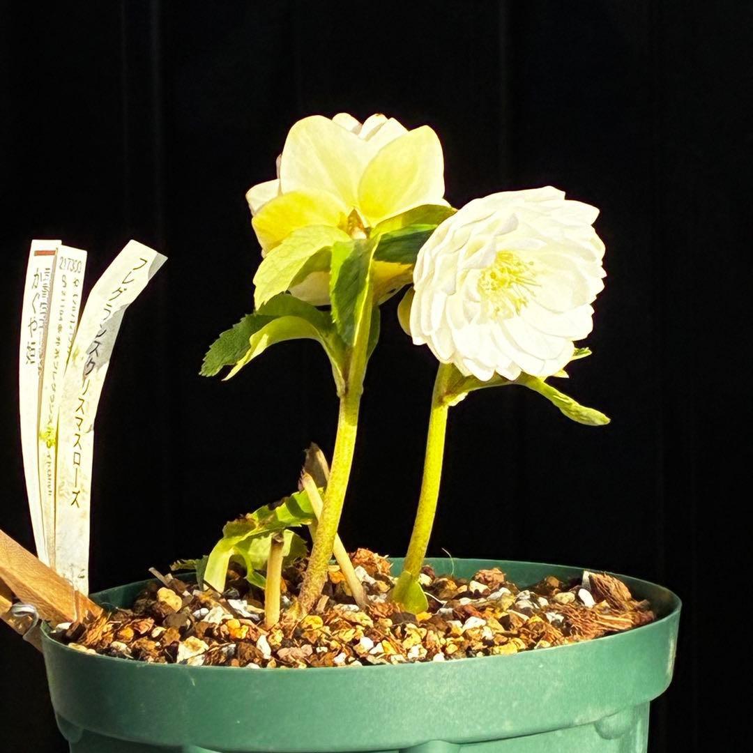 u*0様 3467☘️極上☘️花タグ付☘️強香⭐️かぐや姫⭐️フレグランスオーレ