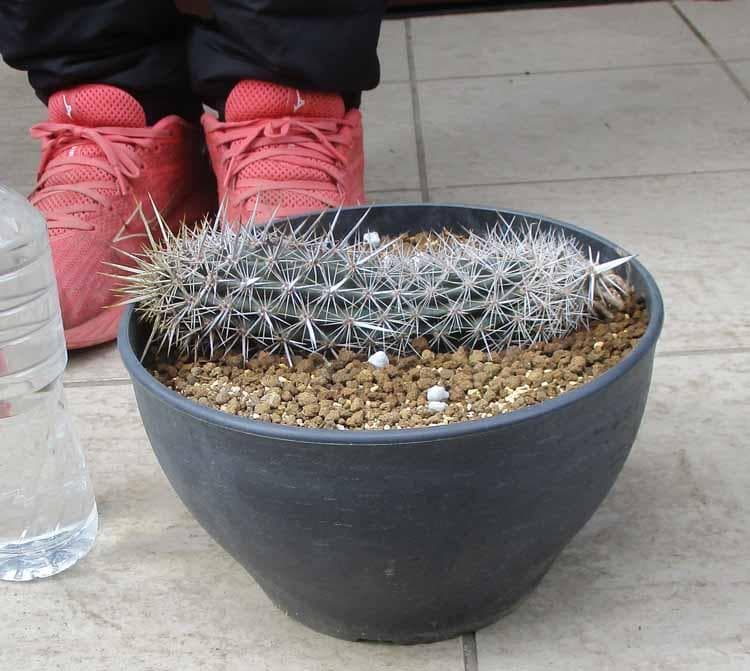 現品】サボテン・入鹿 いるか（ステノケレウス・エルカ）「這う悪魔」9