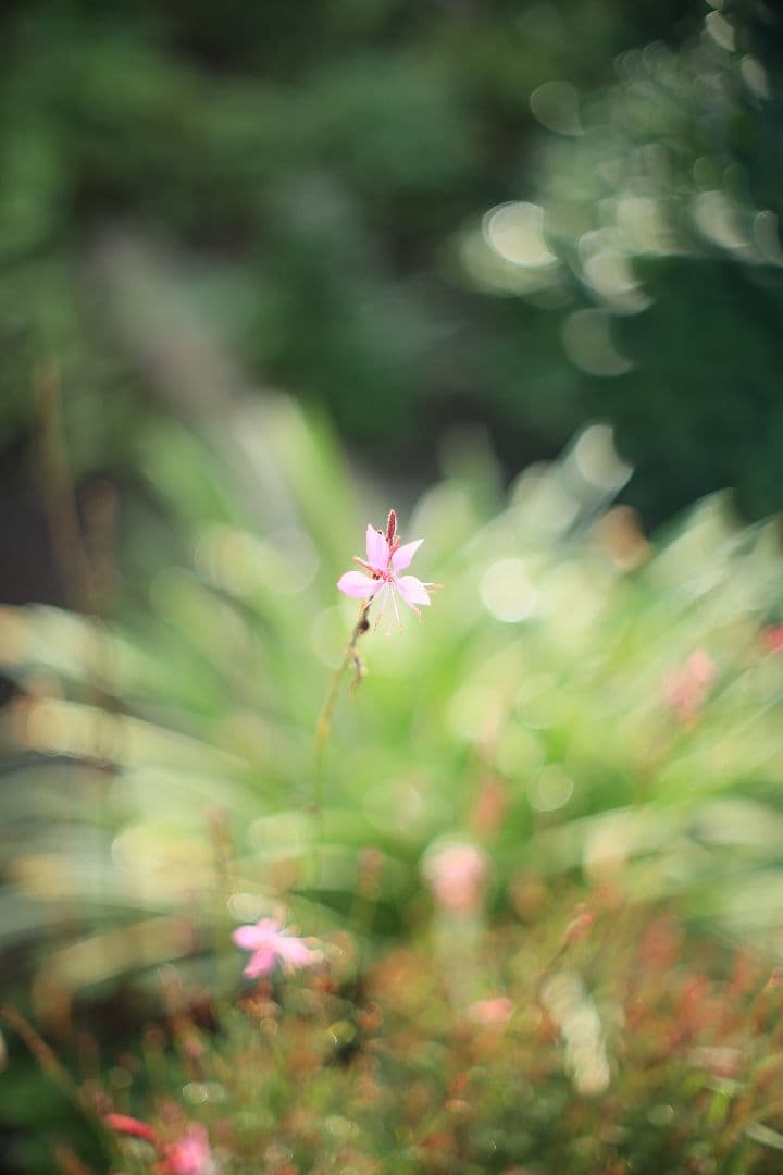 《希少》YASHICA AUTO YASHINON-DX 50mm F1.4