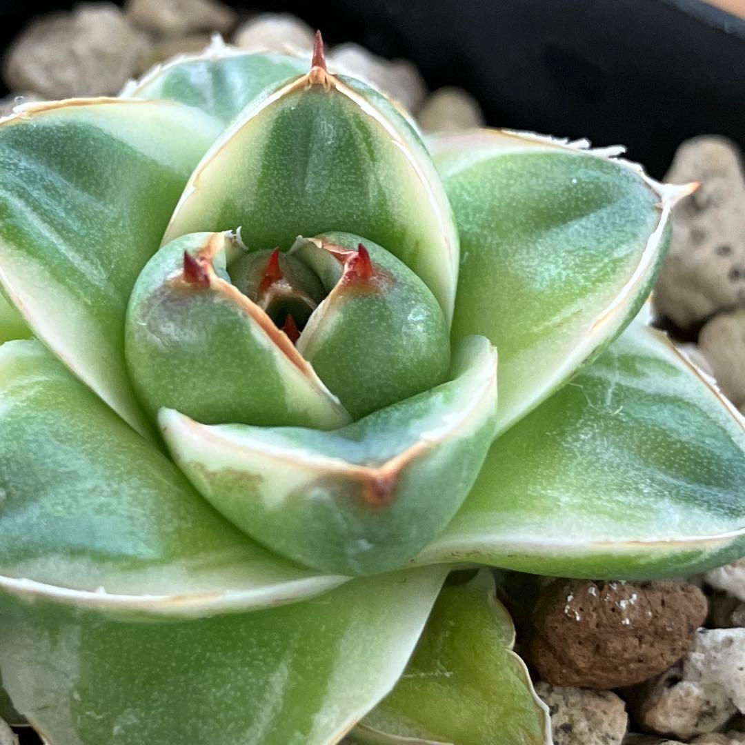 m*n様 【初売りオークション】33 活着 赤棘 アガベ 王妃笹の雪