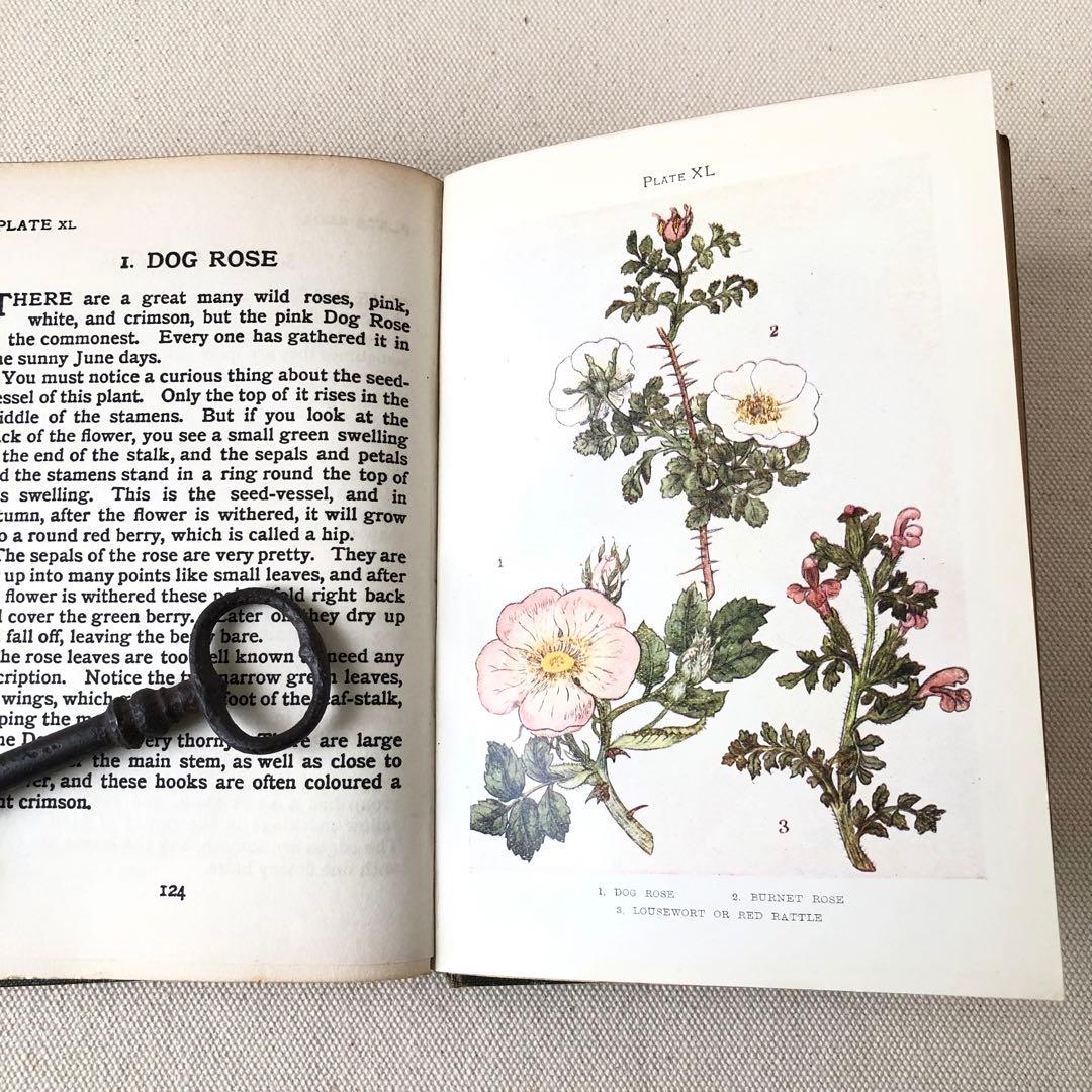 1900年代初期版！ イギリスの希少なアンティーク植物図鑑 花の図鑑