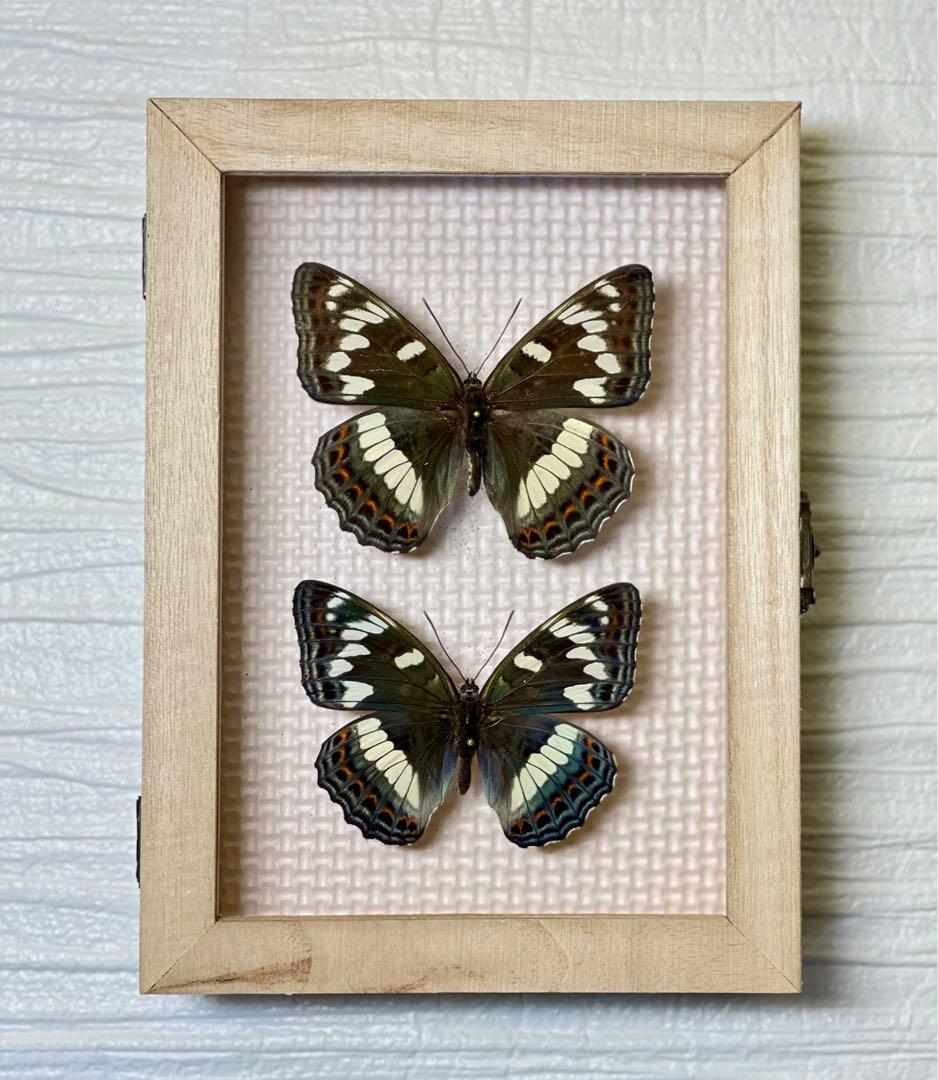 蝶標本 北海道産オオイチモンジ♀ 2023年採集 良品 ⭐️昨年来個体数