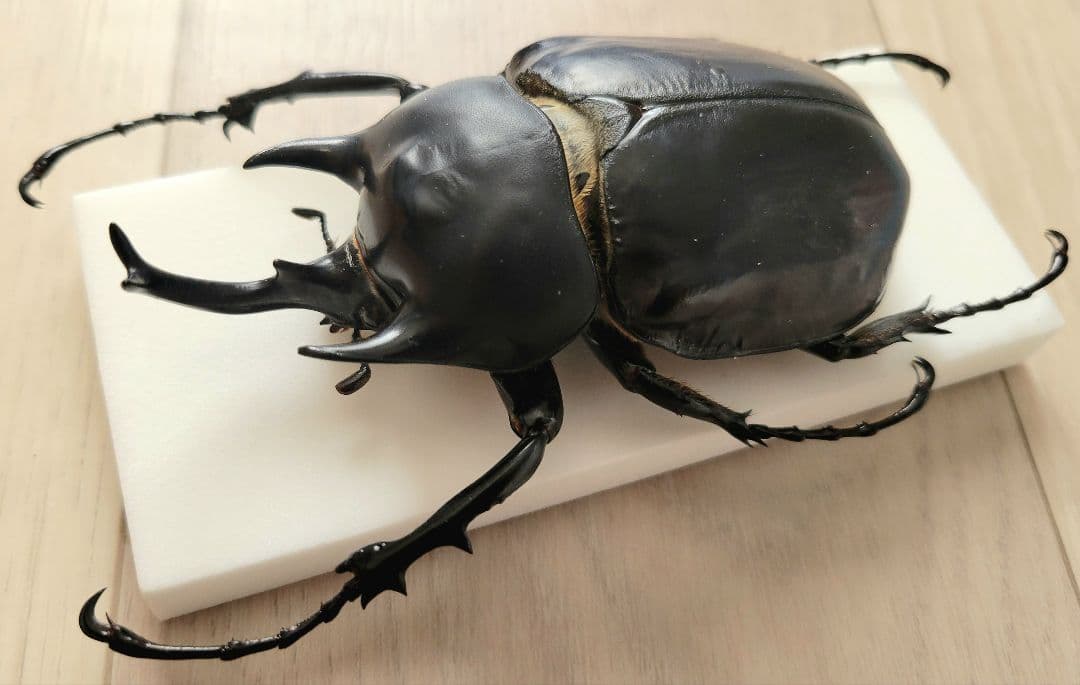 標本 フレンチギアナ産 アクティオンゾウカブト 昆虫標本 - メルカリ