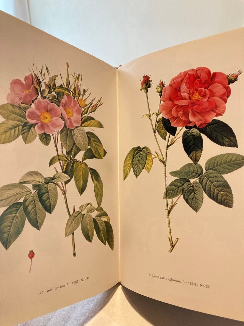 《初版》バラの画家 ルドゥテとその時代　ハードカバー　【コレクター商品】