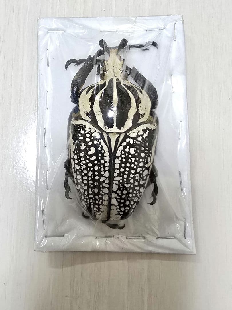 ゴライアスオオツノハナムグリ標本 - メルカリ