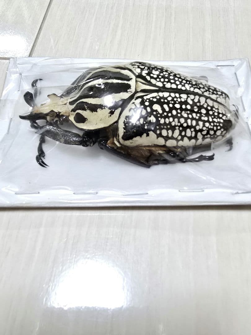 ゴライアスオオツノハナムグリ標本 - メルカリ