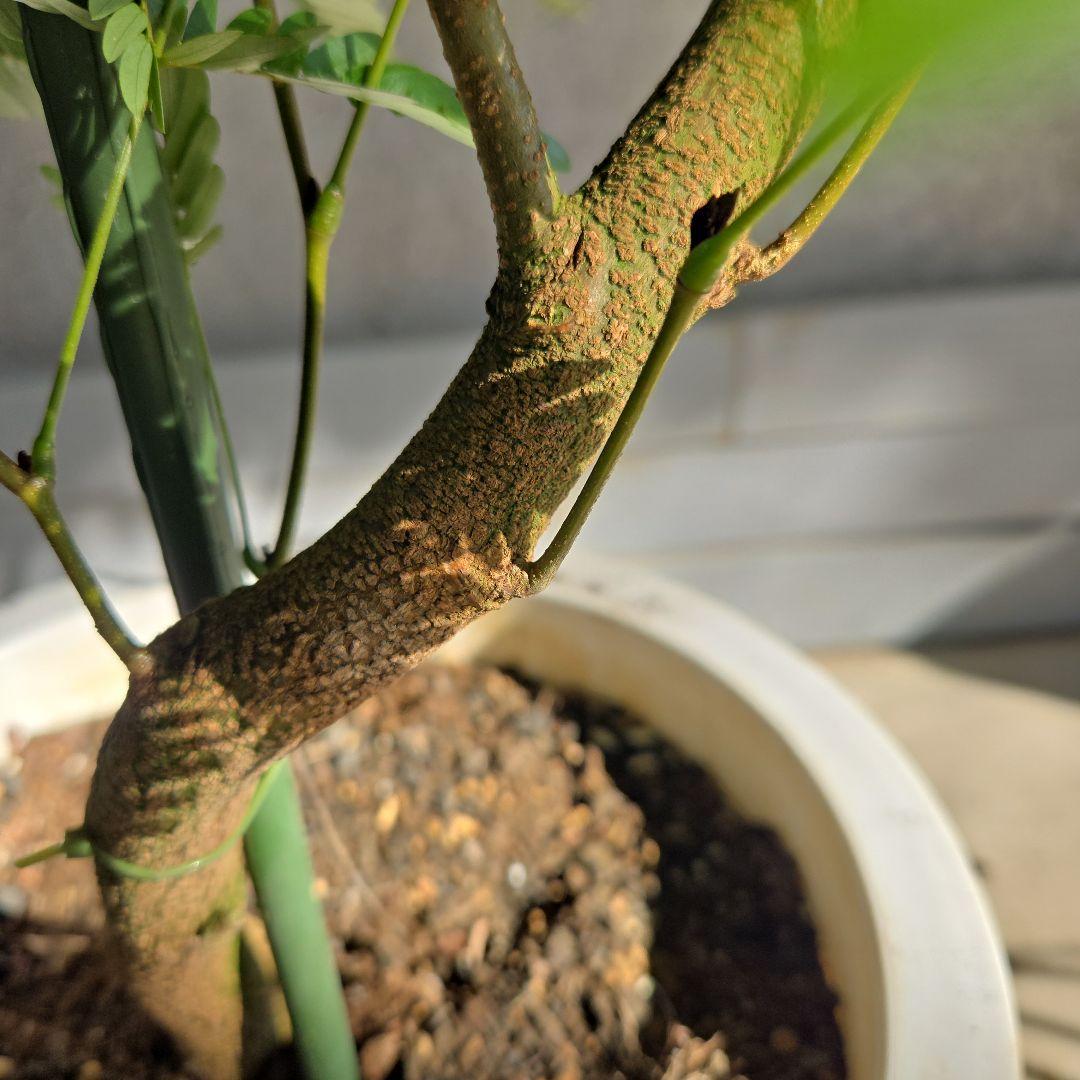 ⑪ エバーフレッシュ 曲がり仕立て 10号 特大苗木最高等級極上品