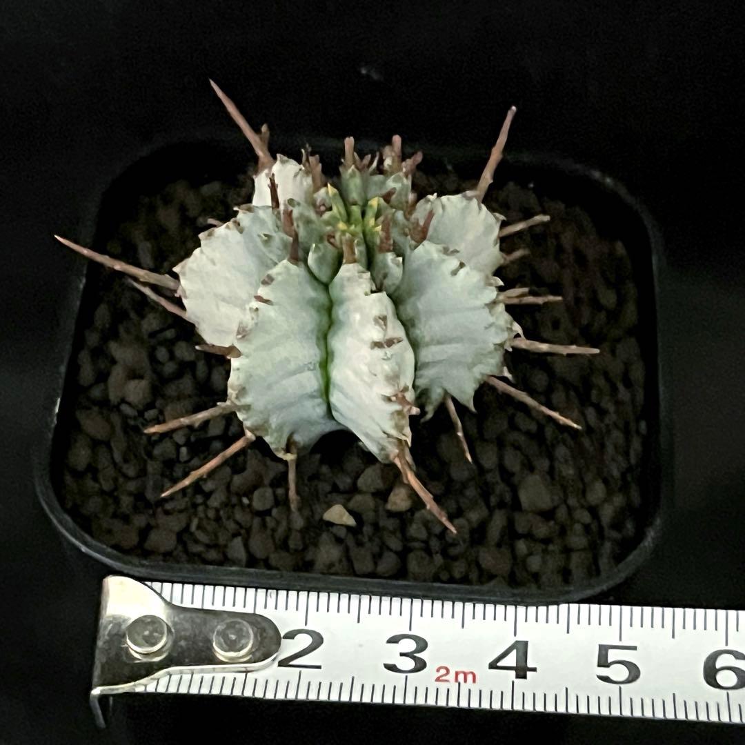 佐*太様 ユーフォルビアホリダ 勝岡アルバ 純血統 極上 雌株 カキ子SSS