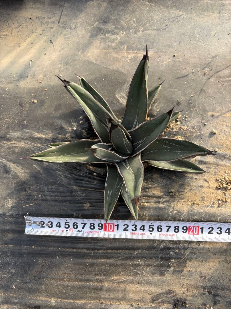 mania様 アガベ 笹吹雪 ニッケルシー