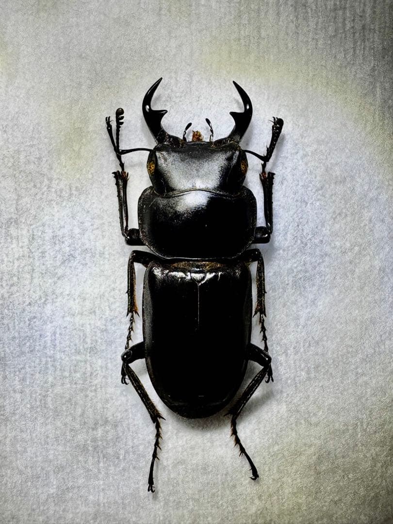 リュウキュウコクワガタ 超特大標本 リュウキュウコクワガタ オス 標本[32146002902]の写真・イラスト素材