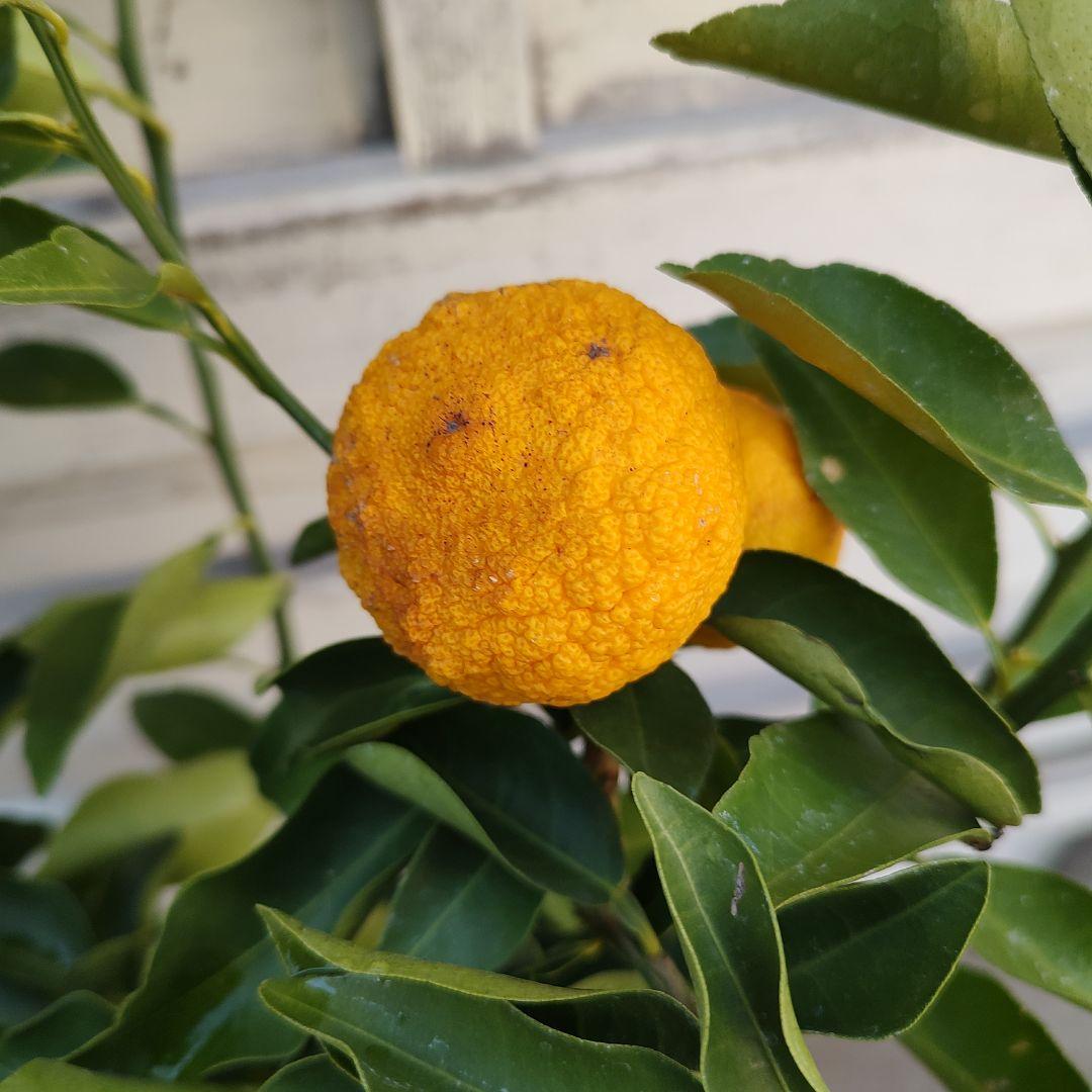 花柚子 3年生 結実実績あり！