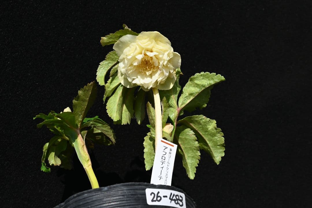 クリスマスローズ 認定アフロディーテ ゴールド 加藤農園 - メルカリ