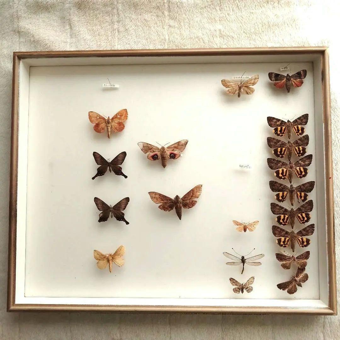 中古 大型ドイツ箱 蛾などの標本あり 破損あり 中野製作所 ガラス 標本