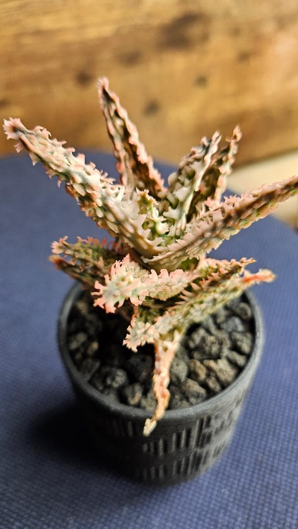 アロエハイブリッド アロエラボ 抜き苗 - メルカリ