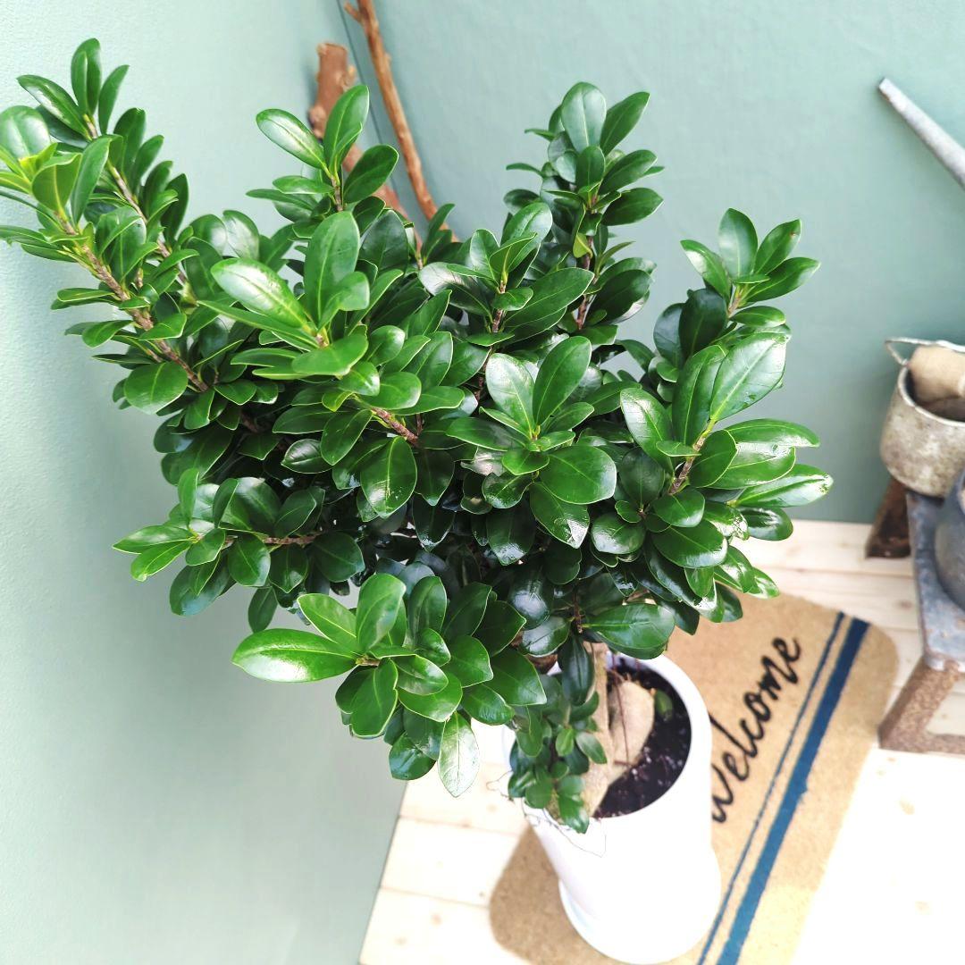 モリモリ【現品】ガジュマル曲がり 昇り龍 登り プレゼント 7号