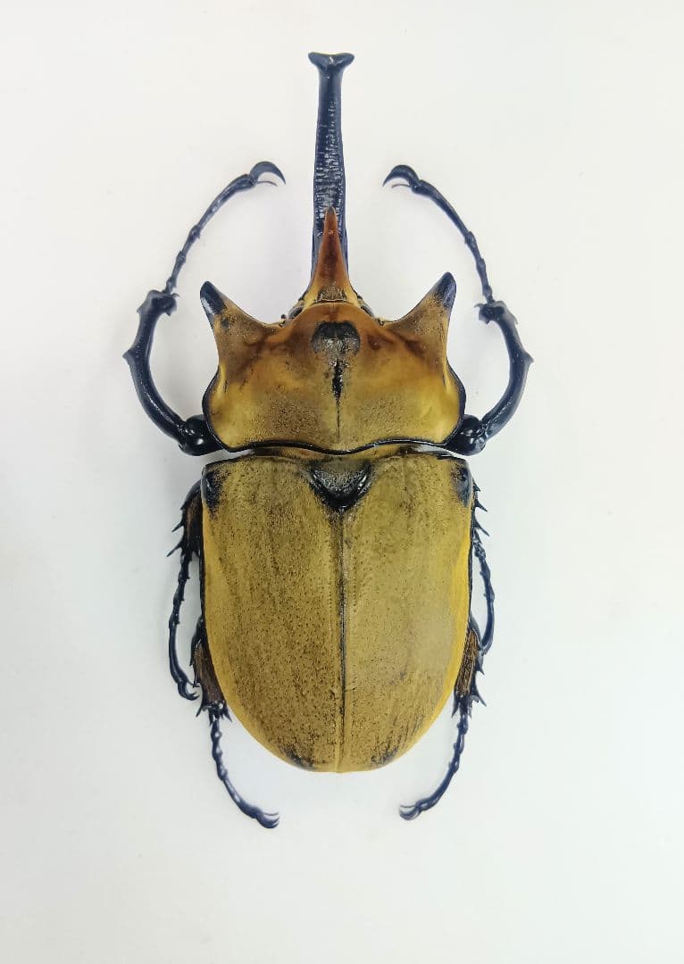 ※週末限定特価！イイジマゾウカブト♂野外標本 イイジマゾウカブト♂115mm 飛翔標本 | オオクワ京都昆虫館 レンタル
