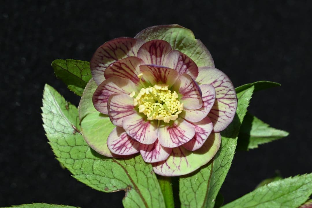 クリスマスローズ　認定Wild　Collection　エリアス交配　加藤農園 お買い得一点物咲き進み株】加藤農園 クリスマスローズ グロッシー