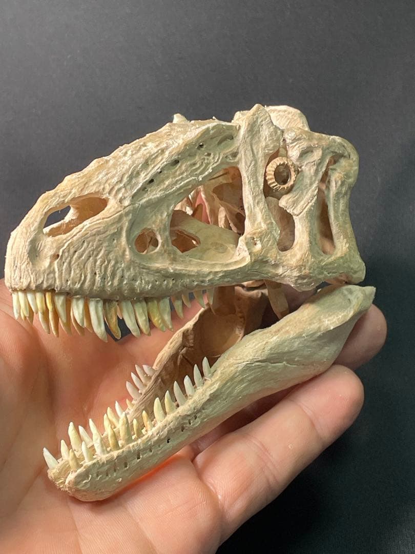 木彫 恐竜 ユウティラヌス 頭骨模型 11cm - メルカリ