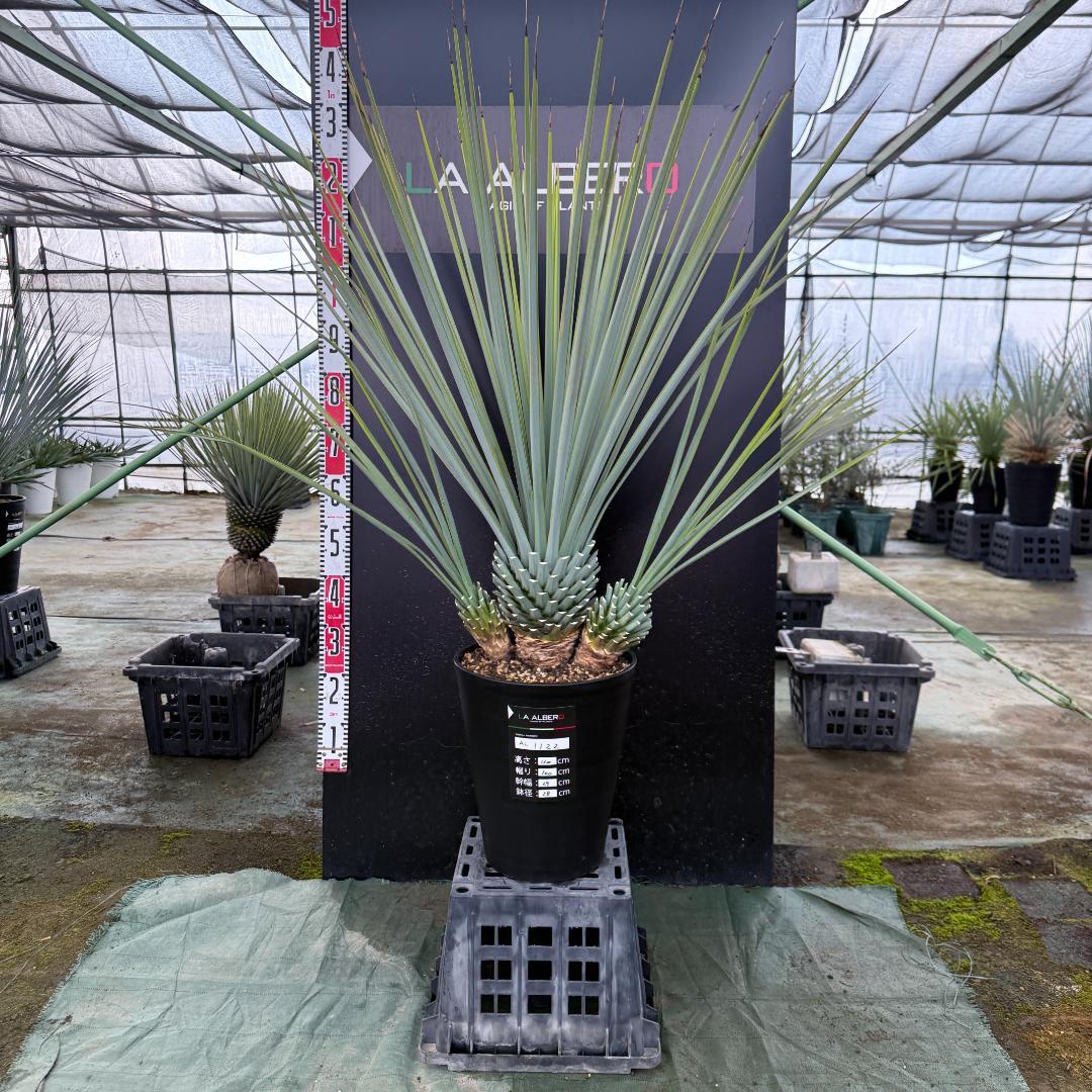 AL1122】ユッカ リギダ 超希少トリプルヘッド