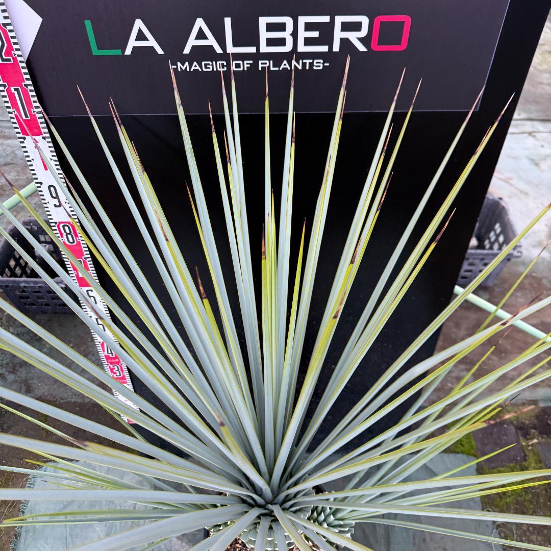 AL1122】ユッカ リギダ 超希少トリプルヘッド