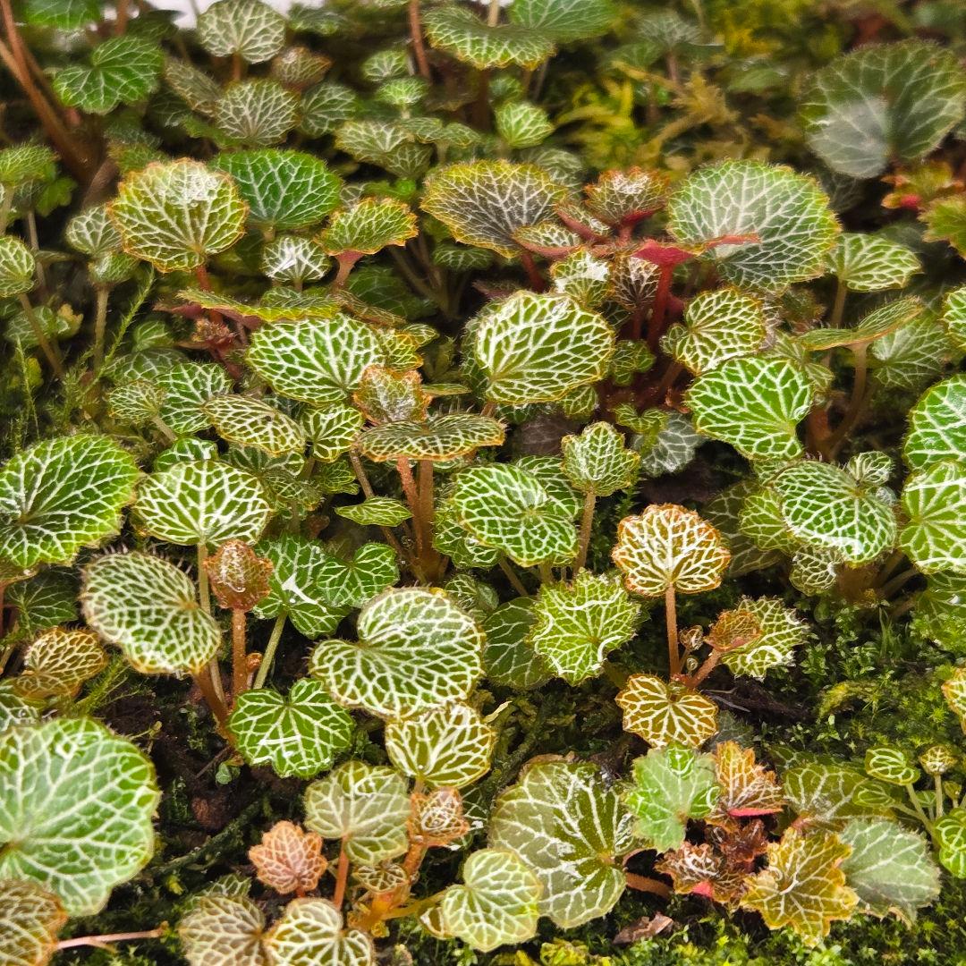 参考出品用・超豪華種親特盛✨️八房姫ユキノシタ✨️