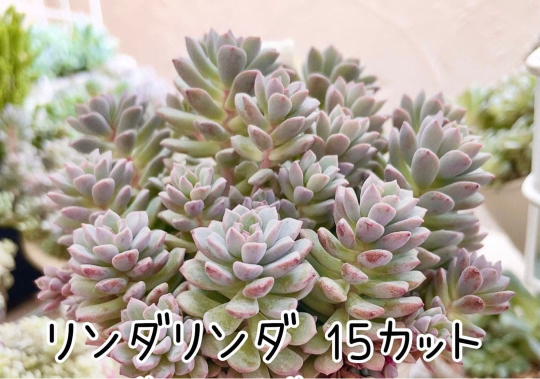 多肉植物 リンダリンダ 15カット ぼのぼのさん苗 - メルカリ