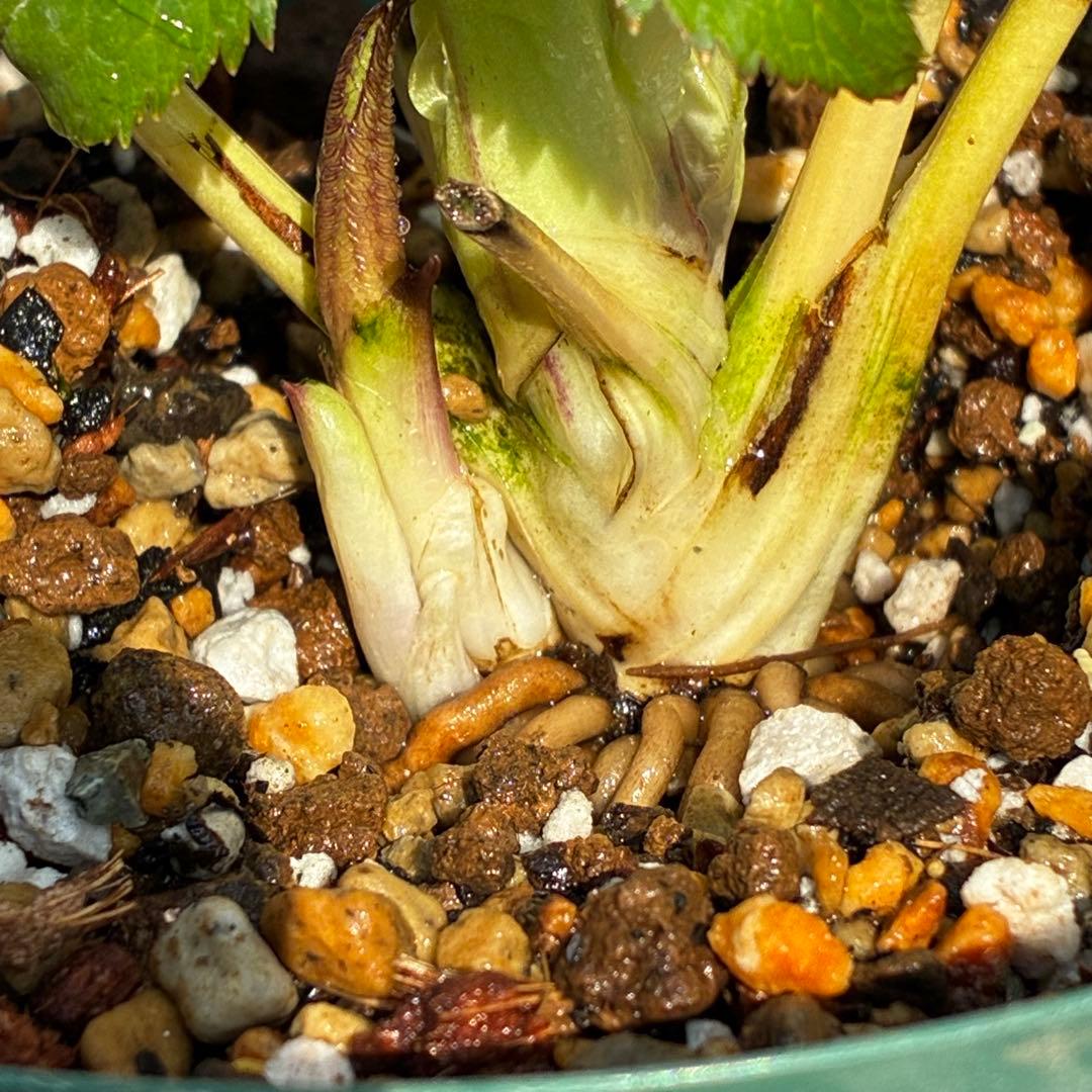 u*0様 541☘️蕾花タグ付☘️極上⭐️SD⭐️蜃気楼交配⭐️小輪⭐️紅赤/ゴ