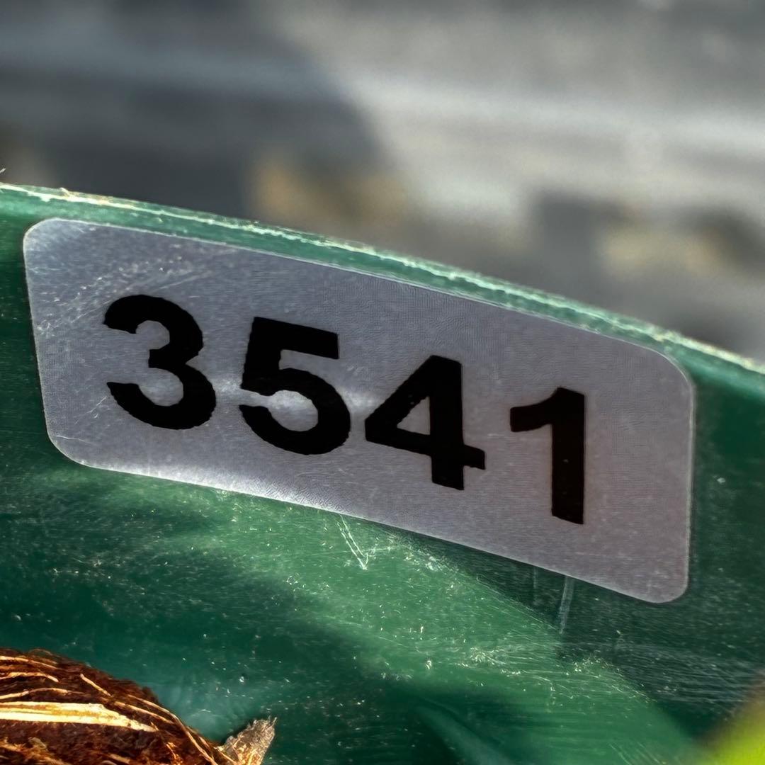 u*0様 541☘️蕾花タグ付☘️極上⭐️SD⭐️蜃気楼交配⭐️小輪⭐️紅赤/ゴ