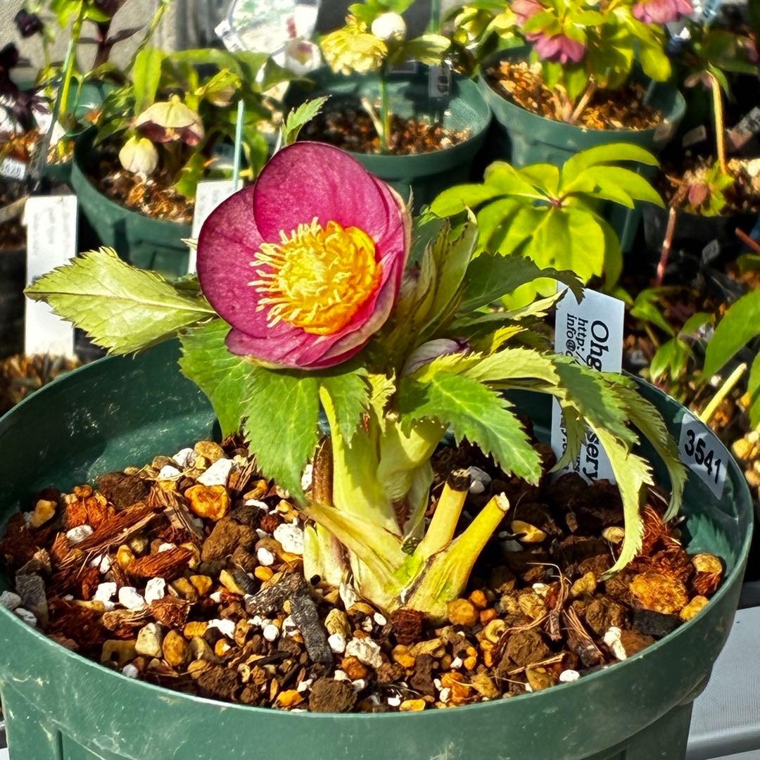 u*0様 541☘️蕾花タグ付☘️極上⭐️SD⭐️蜃気楼交配⭐️小輪⭐️紅赤/ゴ