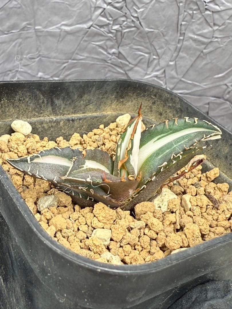 アガベ チタノタ “太陽神錦” 白中斑 極上美株 - メルカリ