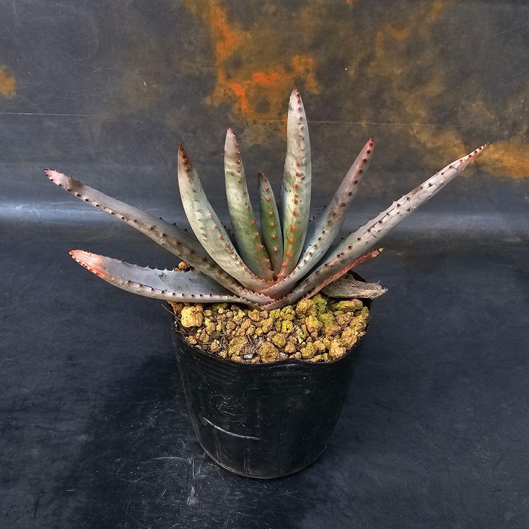 多肉植物 アロエ属 コンプレッサシストフィラ(ビグザム交配) - メルカリ