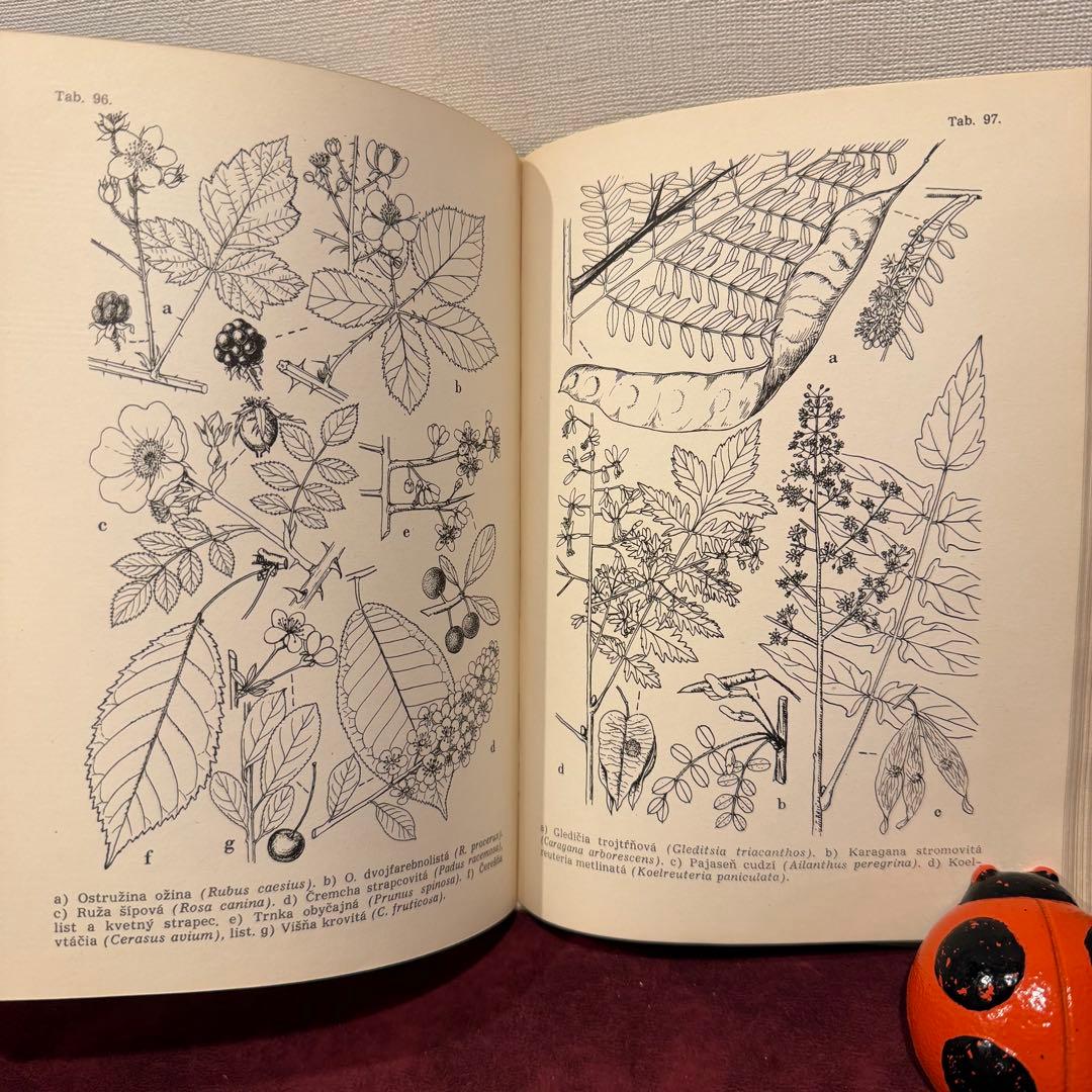 25②1965年チェコ植物図鑑 ジャンクジャーナル ボタンニカル 洋書古書