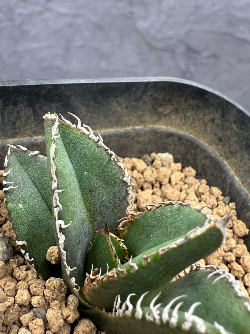 アガベ チタノタ「麻花龍」子株 極上強棘 ブツブツ 特選株 - メルカリ