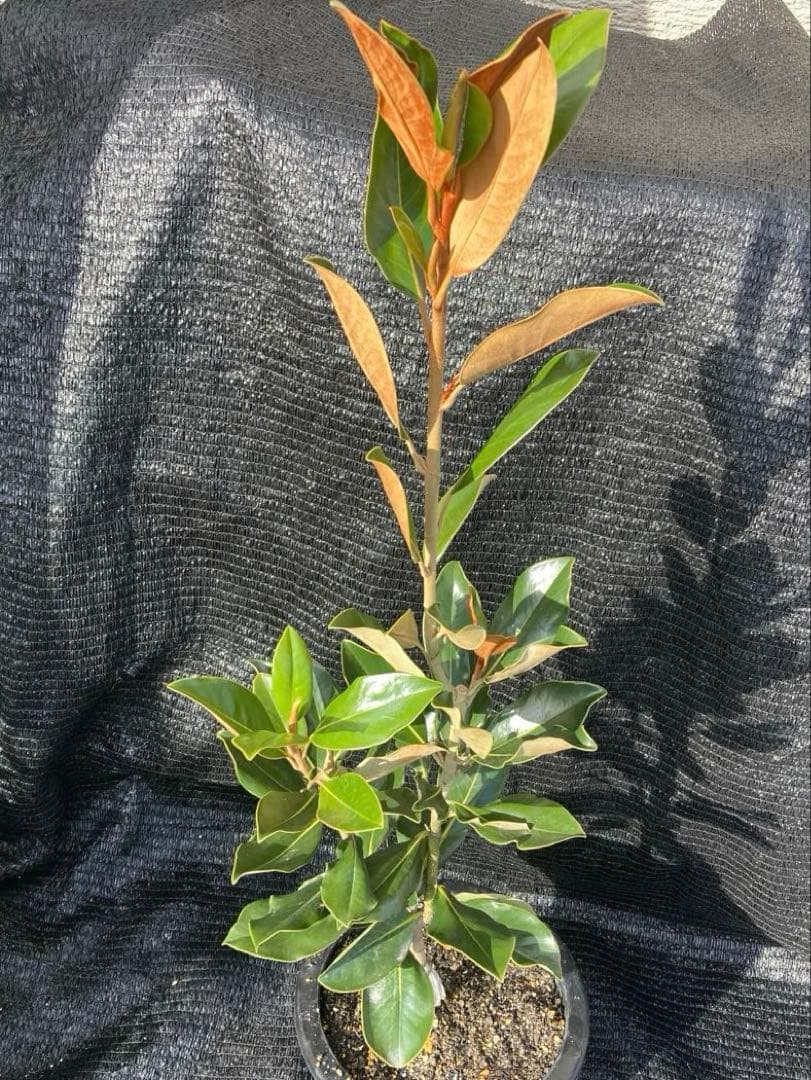 ①*:ஐ四季咲き・矮性！*:ஐ丈夫な接木・タイサンボク・苗木【リトル