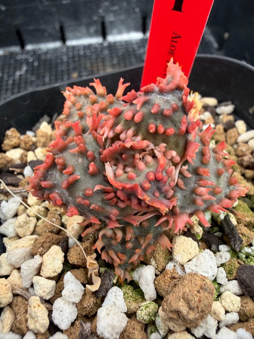 特上アロエ　ハイブリッド　Aloe hybrid 第四種　Fesp アロエ ハイブリッド Aloe hybrid 第四種 特 まとめパック特上 アロエ