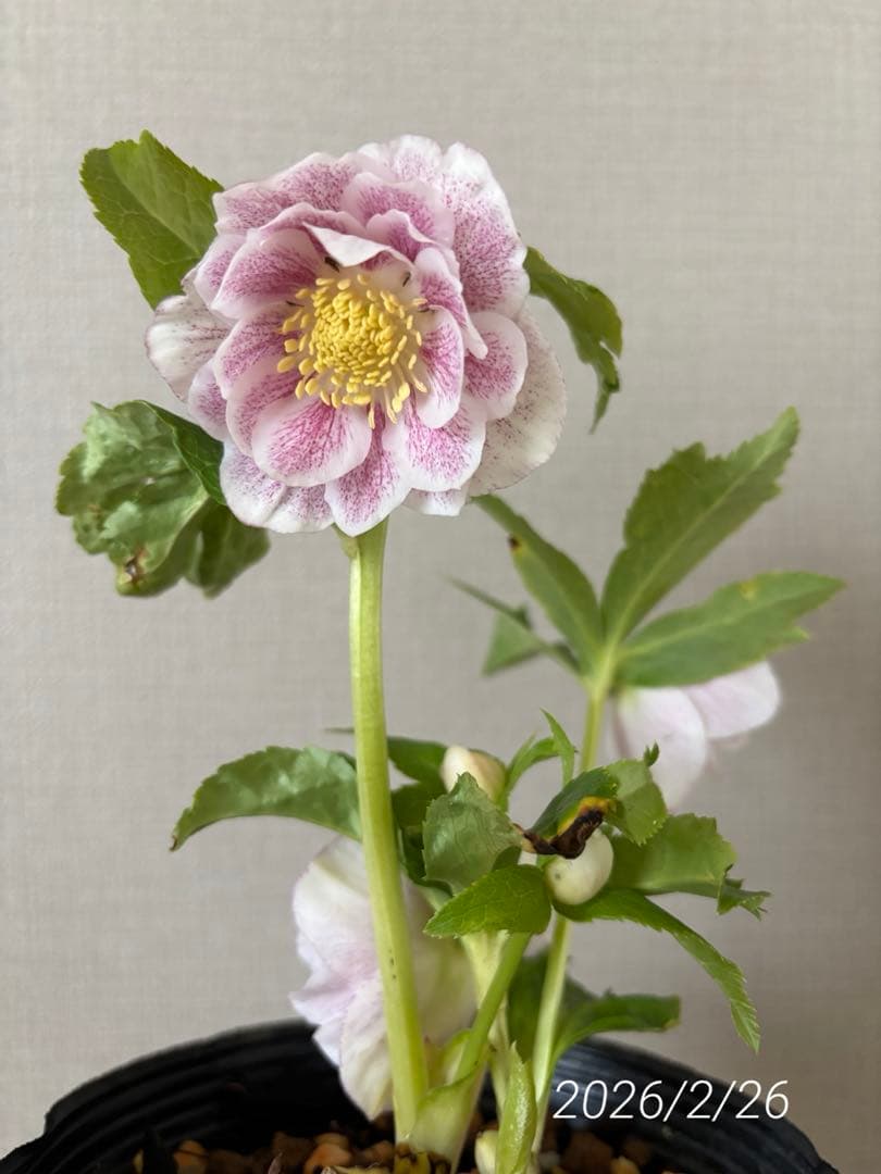 加藤農園 クリスマスローズ プリマベーラxプリマベーラ 株分 - メルカリ