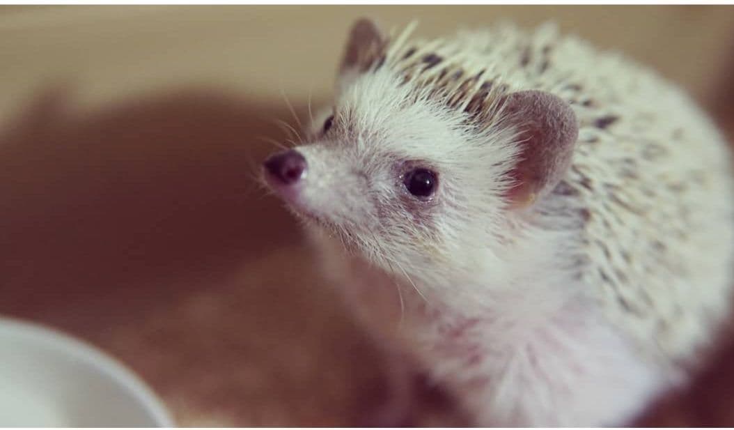 SONY E PZ 16-50mm F3.5-5.6 OSS レンズのみ