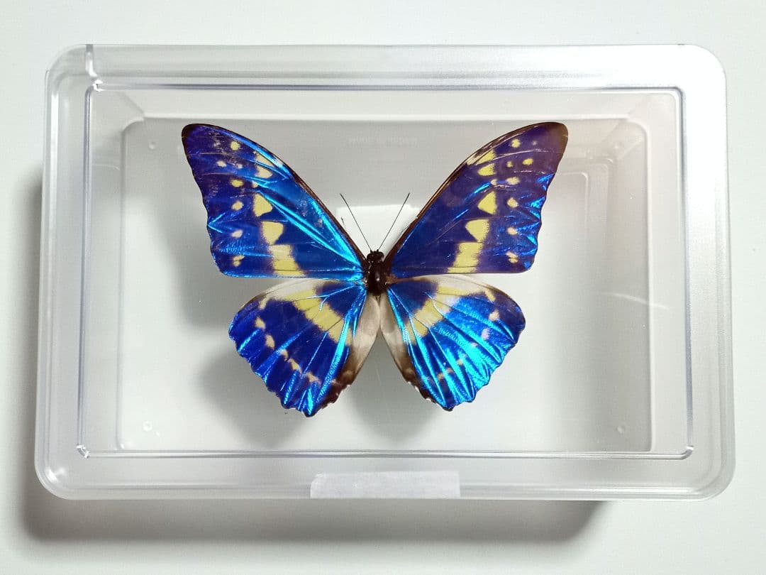 蝶標本 キプリスモルフォ コロンビア - メルカリ