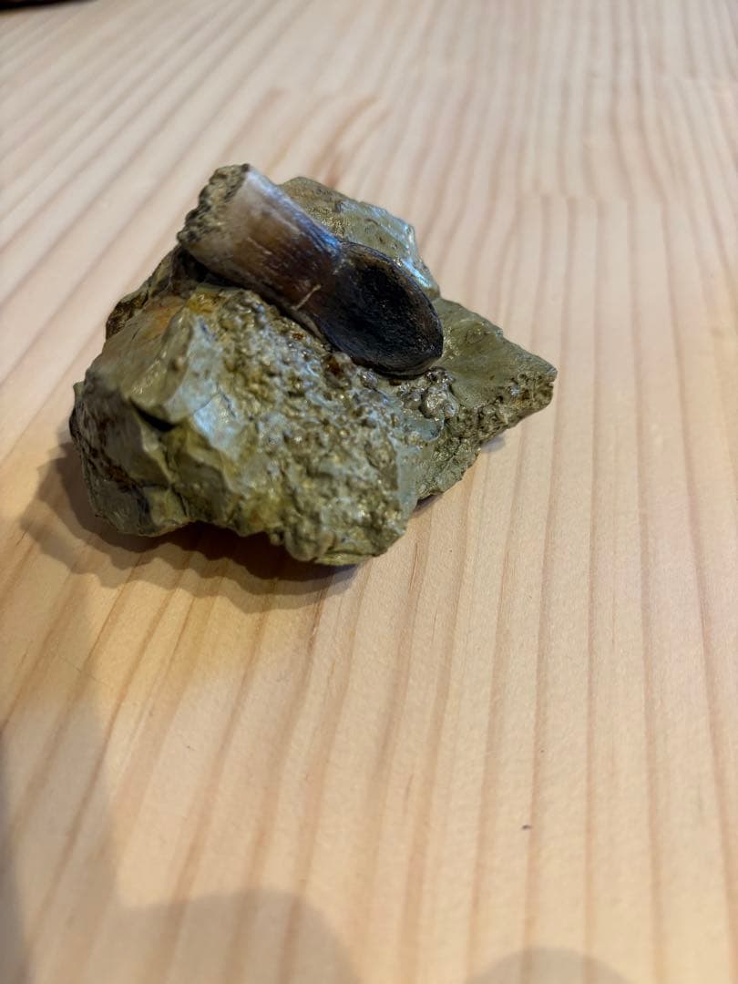 アトラサウルス　歯　化石　恐竜 竜脚類は植物食」歯化石の傷を立体分析、恐竜で初解明 早稲田大など