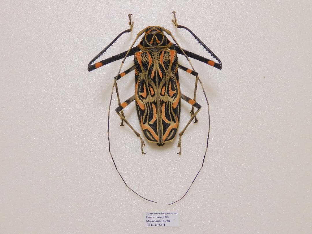 ☆ テナガカミキリ - メルカリ