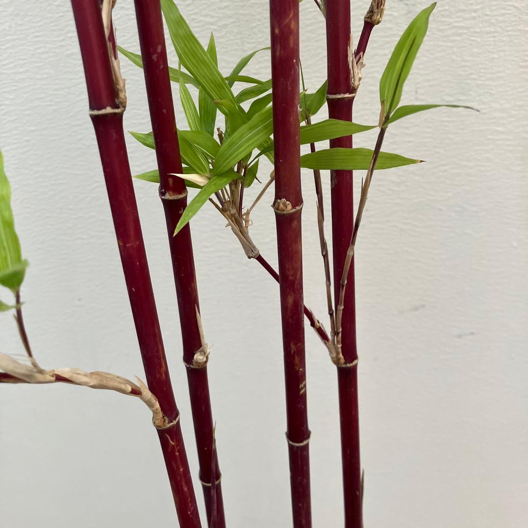竹 シュチク 朱竹