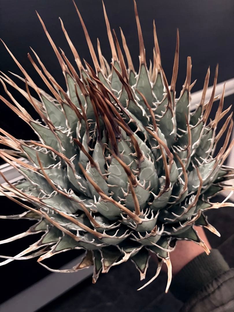 耐寒性アガベ エボリスピナ陽炎◇大株ドライガーデン多肉サボテン　チタノタ　ヤシ 耐寒性アガベ エボリスピナ陽炎◇多肉サボテン ユタエンシス チタノタ
