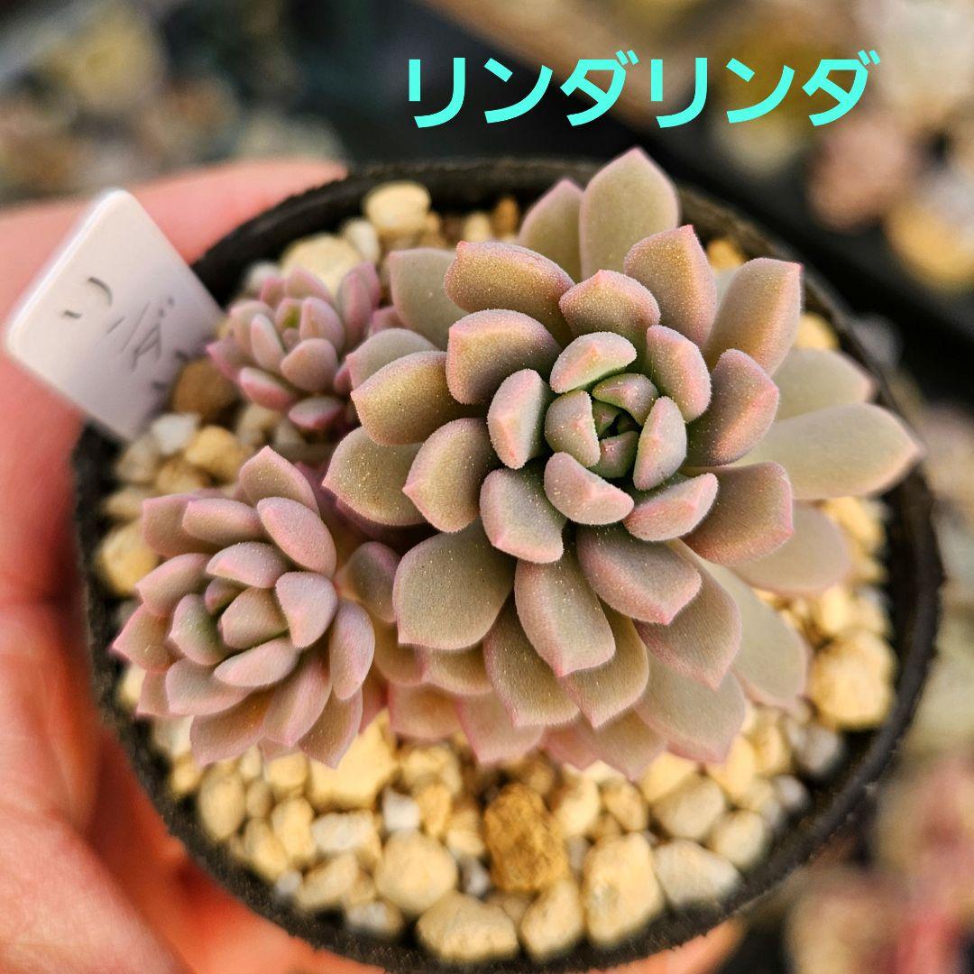 リンダリンダ ぼのぼのさん苗 多肉植物♥ - メルカリ